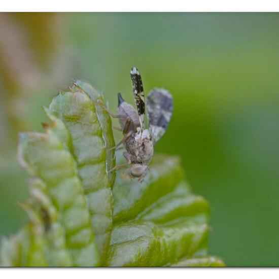 Tephritis formosa: Tier im Habitat Garten in der NatureSpots App