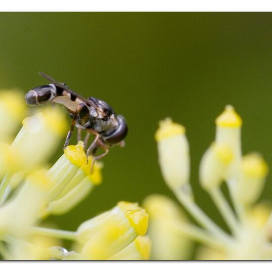 Kleine Mistbiene: Tier im Habitat Garten in der NatureSpots App