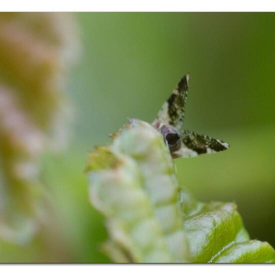 Tephritis formosa: Tier im Habitat Garten in der NatureSpots App