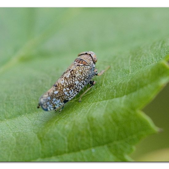 Orientus ishidae: Tier im Habitat Garten in der NatureSpots App