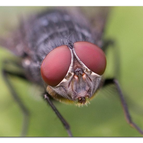 Blue bottle fly: Animal in habitat Garden in the NatureSpots App