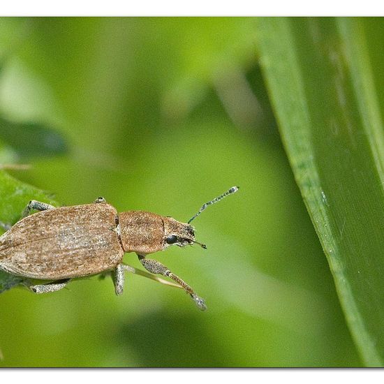 Echter Streckrüssler: Tier in der Natur in der NatureSpots App