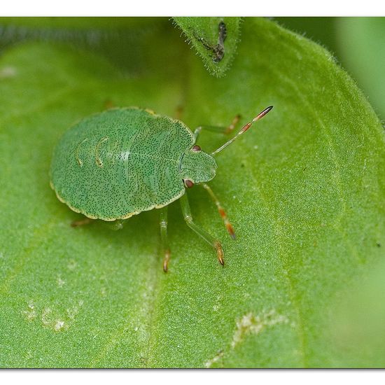 Grüne Stinkwanze: Tier im Habitat Garten in der NatureSpots App