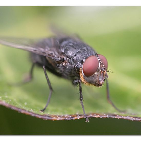 Blue bottle fly: Animal in habitat Garden in the NatureSpots App