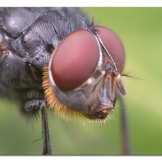 Blue bottle fly: Animal in habitat Garden in the NatureSpots App