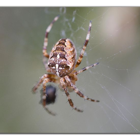 Gartenkreuzspinne: Tier im Habitat Garten in der NatureSpots App