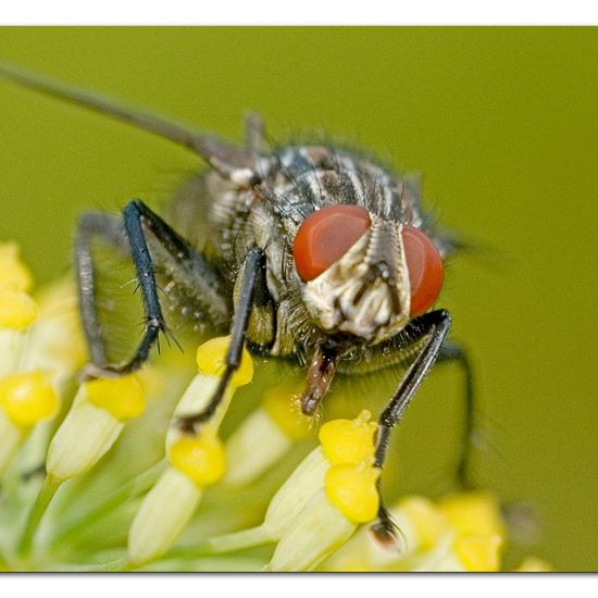 Eine unbekannte Art: Tier im Habitat Garten in der NatureSpots App