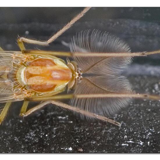 Chironomidae: Animal in habitat Garden in the NatureSpots App