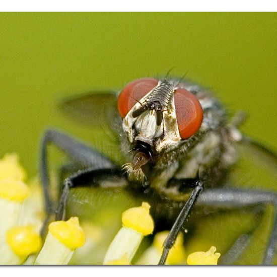 Eine unbekannte Art: Tier im Habitat Garten in der NatureSpots App