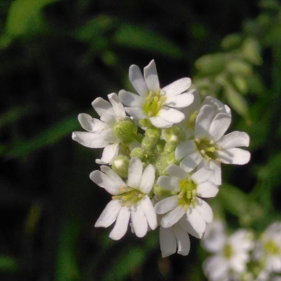 Armeria maritima: Plant in habitat Flowerbed in the NatureSpots App