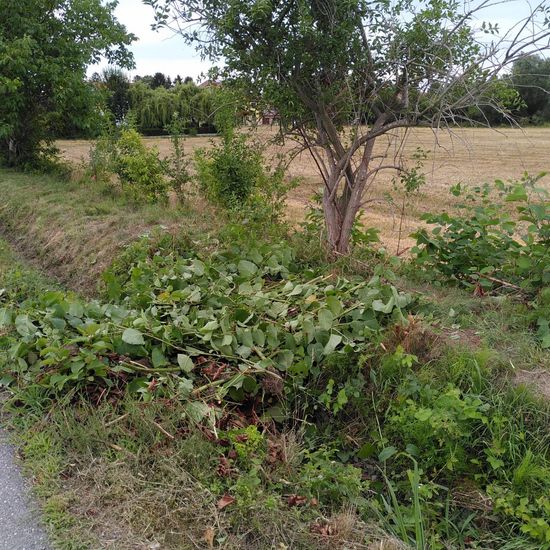 Fallopia japonica: Pflanze im Habitat Ackerrandstreifen in der NatureSpots App