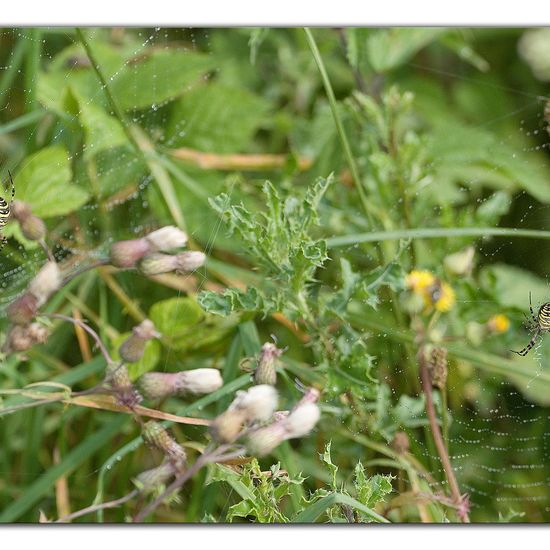 Argiope bruennichi: Animal in habitat Buffer strip in the NatureSpots App