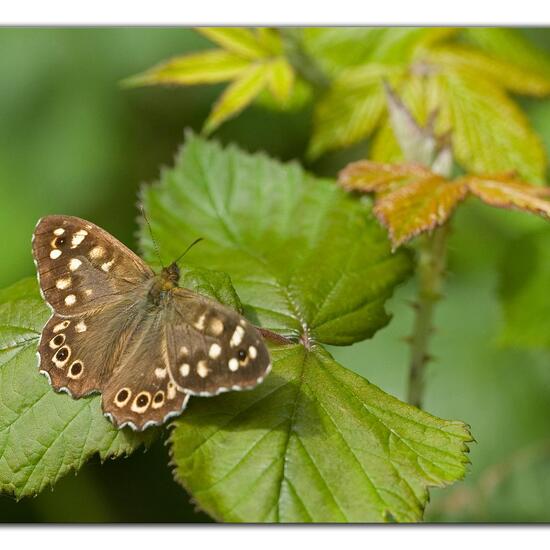 Speckled Wood: Animal in habitat Semi-natural grassland in the NatureSpots App