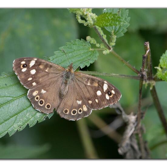 Speckled Wood: Animal in habitat Semi-natural grassland in the NatureSpots App