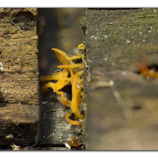 Calocera cornea: Mushroom in habitat Garden in the NatureSpots App