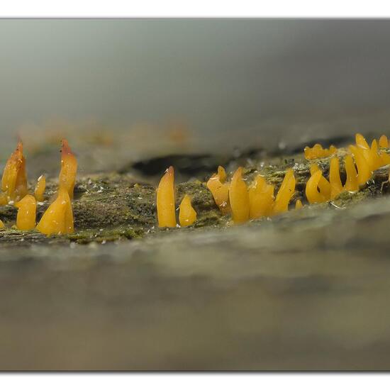Pfriemlicher Laubholz-Hörnling: Pilz im Habitat Garten in der NatureSpots App