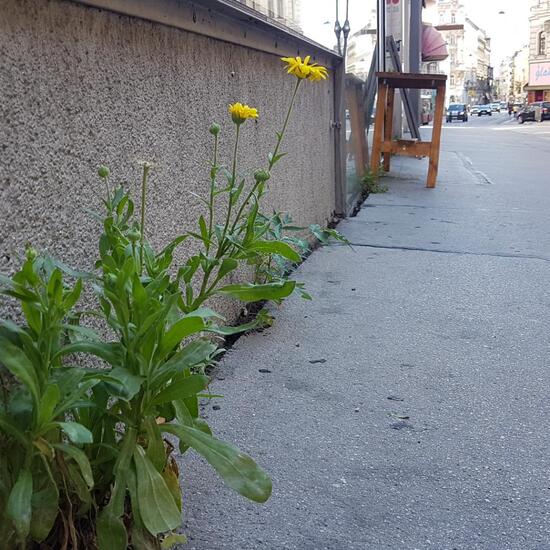 Ringelblume: Pflanze im Habitat Strasse/Verkehr in der NatureSpots App