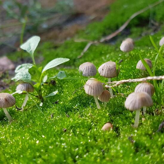 Eine unbekannte Art: Pilz im Habitat Strasse/Verkehr in der NatureSpots App