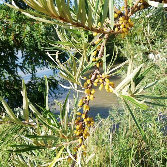 Hippophae rhamnoides: Plant in habitat River in the NatureSpots App