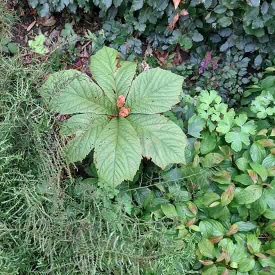 Unknown species: Plant in habitat Forest in the NatureSpots App