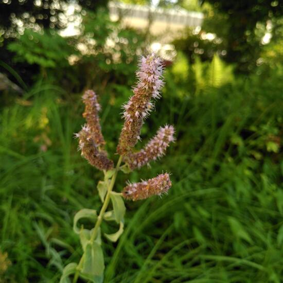 Mentha spicata: Plant in habitat Pond in the NatureSpots App