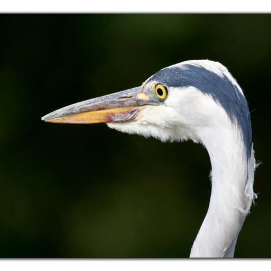 Grey Heron: Animal in habitat Stream in the NatureSpots App