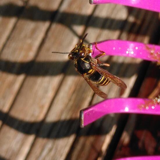 Median wasp: Animal in habitat Garden in the NatureSpots App