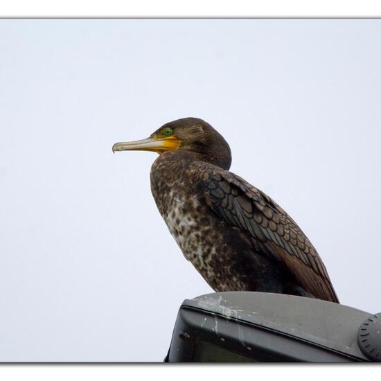 Great Cormorant: Animal in habitat Freshwater in the NatureSpots App