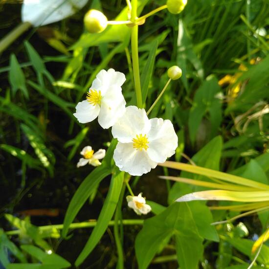 Sagittaria latifolia: Plant in habitat Pond in the NatureSpots App