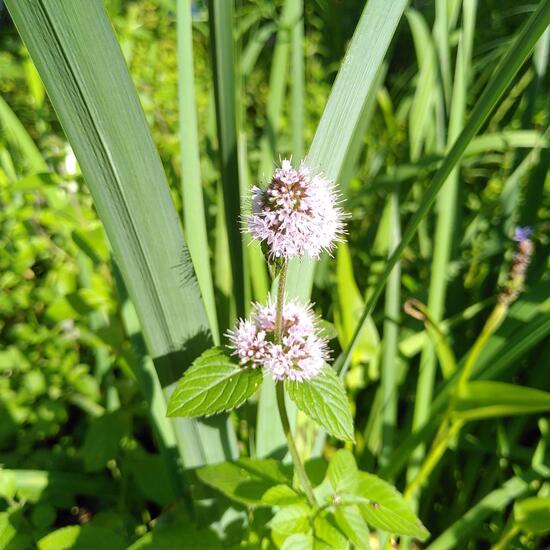 Water mint: Plant in habitat Pond in the NatureSpots App