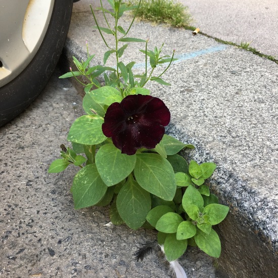 Unknown species: Plant in habitat Road or Transportation in the NatureSpots App