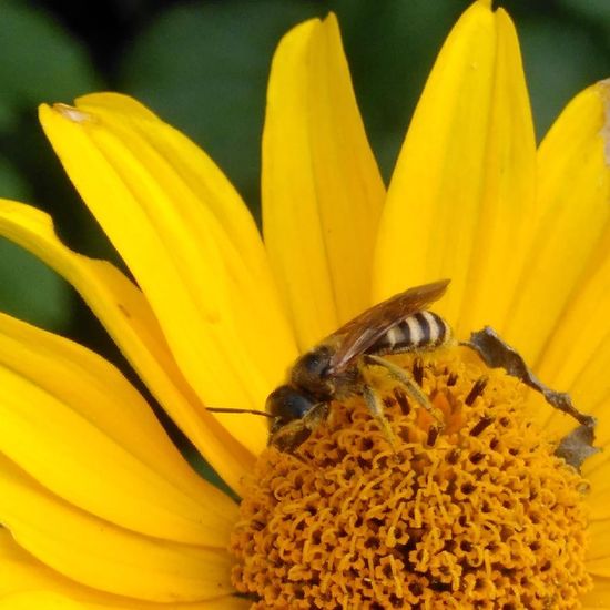 Halictus scabiosae: Tier im Habitat Garten in der NatureSpots App