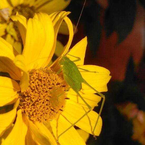 Gemeine Sichelschrecke: Tier im Habitat Garten in der NatureSpots App