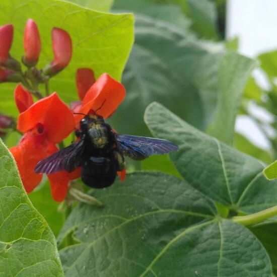 Xylocopa violacea: Tier im Habitat Garten in der NatureSpots App