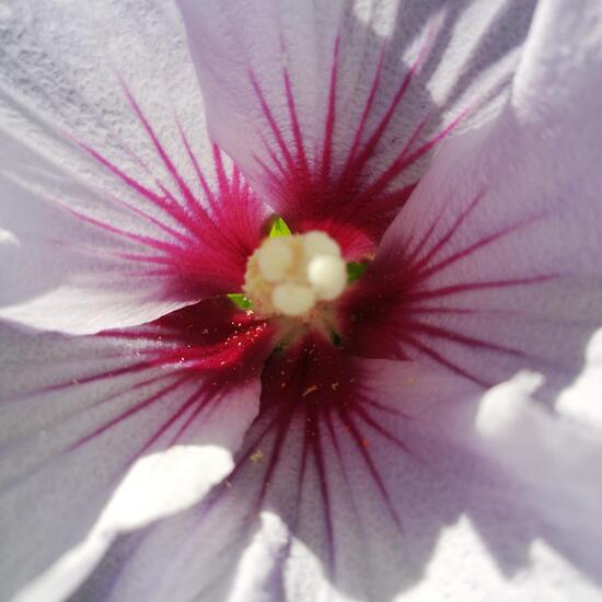 Hibiskus: Pflanze in der Natur in der NatureSpots App
