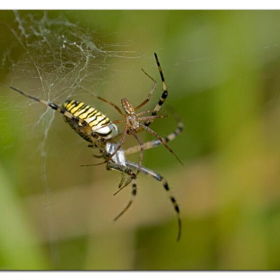 Wespenspinne: Tier im Habitat Grasland und Büsche in der NatureSpots App