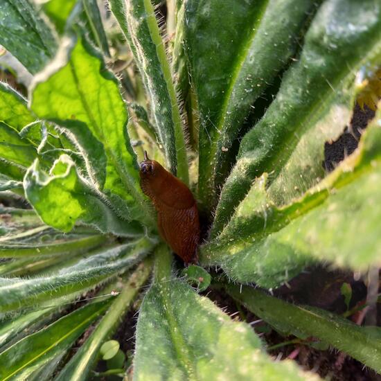 Gewöhnlicher Natternkopf: Pflanze im Habitat Habitat manuell eingeben in der NatureSpots App