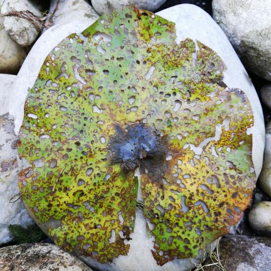 Knollen-Seerose: Pflanze im Habitat Teich in der NatureSpots App
