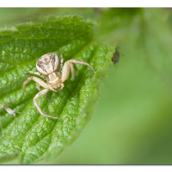 Common crab spider: Animal in habitat Buffer strip in the NatureSpots App