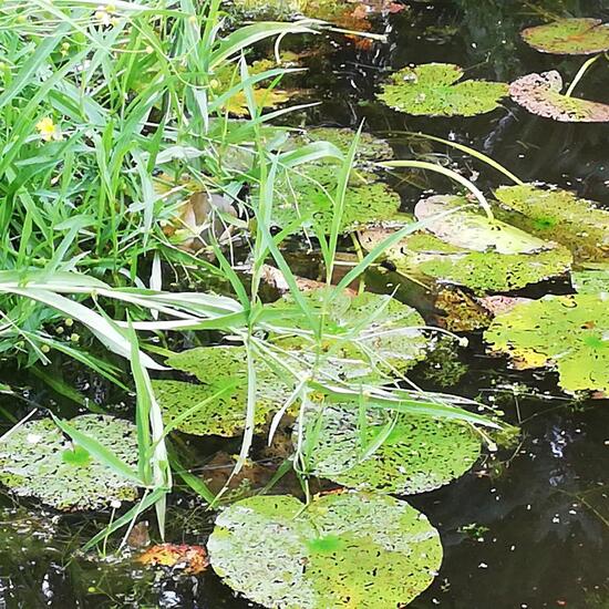 Nymphaea odorata subsp. tuberosa: Plant in habitat Pond in the NatureSpots App