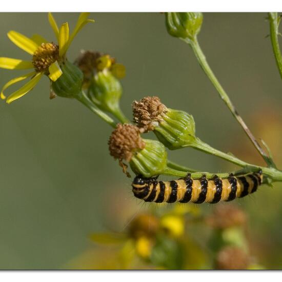 Mesoligia furuncula: Animal in habitat Natural Meadow in the NatureSpots App