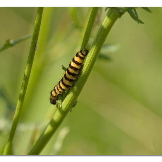 Cinnabar moth: Animal in habitat Natural Meadow in the NatureSpots App