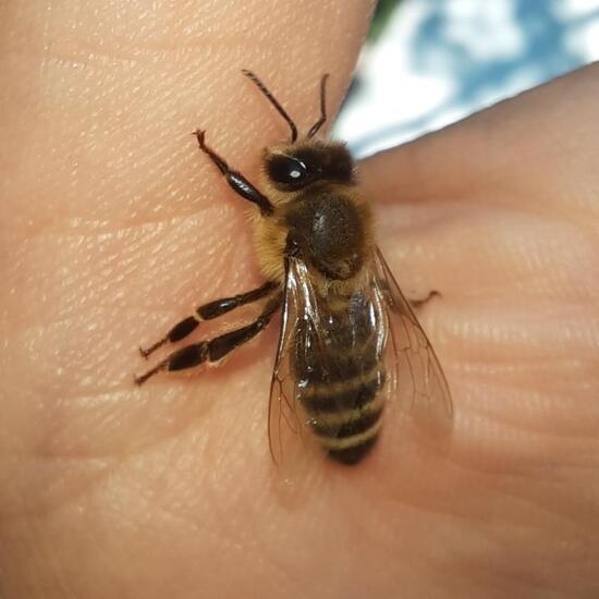 Westliche Honigbiene: Tier im Habitat Stadt und Garten in der NatureSpots App