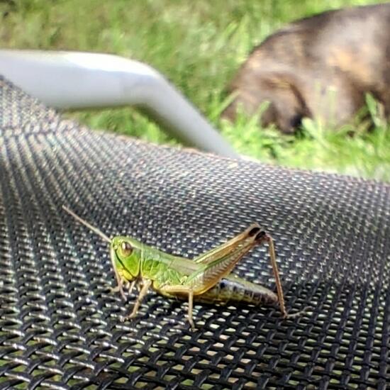 Meadow grasshopper: Animal in habitat Garden in the NatureSpots App