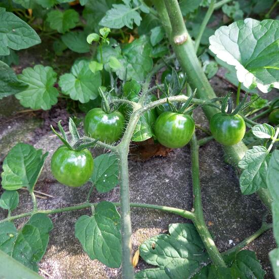 Tomate: Pflanze im Habitat Habitat manuell eingeben in der NatureSpots App