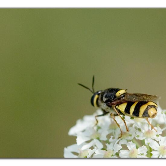 Stratiomys potamida: Tier im Habitat Naturnahe Wiese in der NatureSpots App