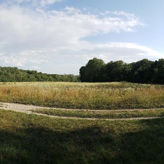 Landschaft: Grasland und Büsche im Habitat Naturnahe Wiese in der NatureSpots App