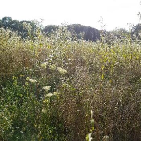 Landscape: Grassland and Shrub in habitat Natural Meadow in the NatureSpots App