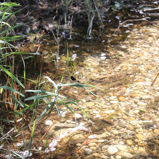 Gebänderte Prachtlibelle: Tier im Habitat Süßwasser in der NatureSpots App