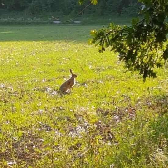 Feldhase: Tier im Habitat Felder in der NatureSpots App